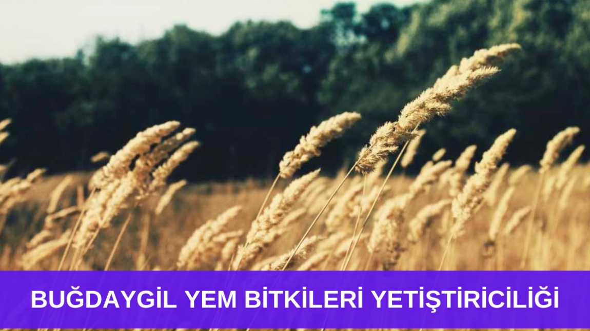 BUĞDAYGİL YEM BİTKİLERİ YETİŞTİRİCİLİĞİ KURSU BAŞLIYOR.